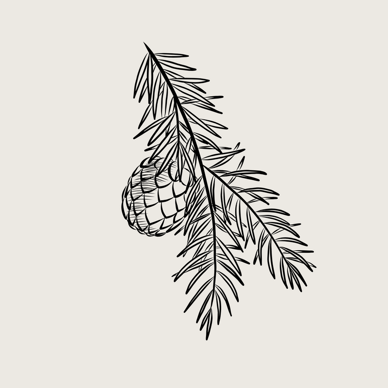 Organic Cedarwood Oil