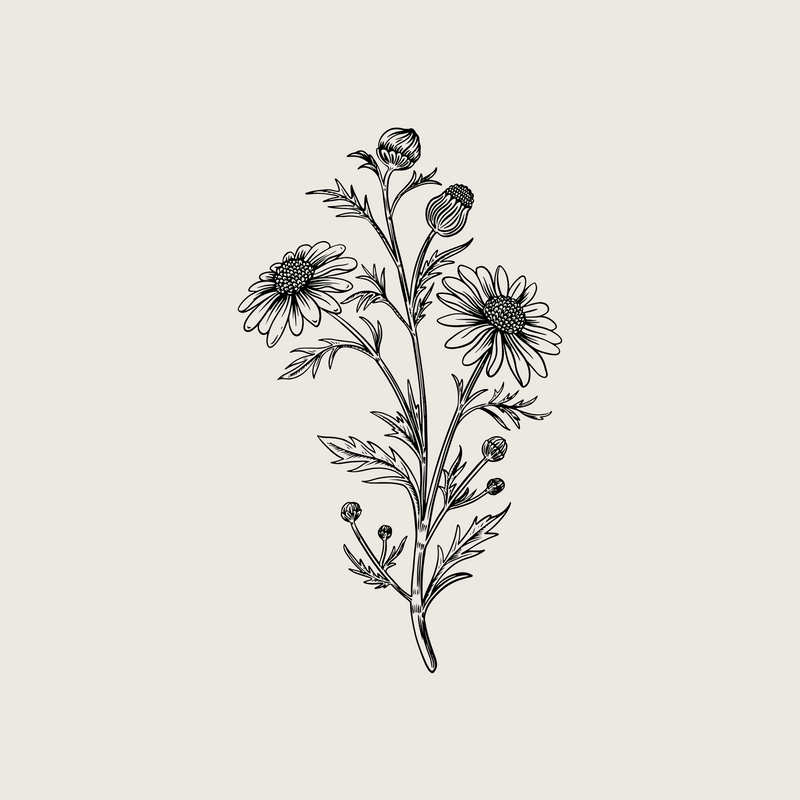 Organic Roman Chamomile Oil
