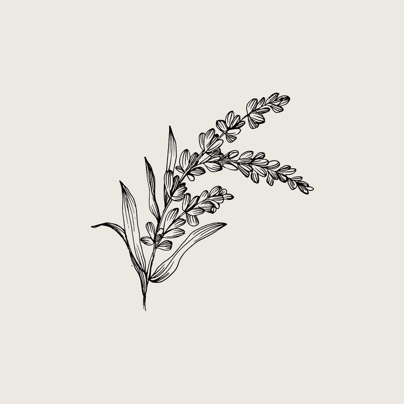 Organic Lavender Oil